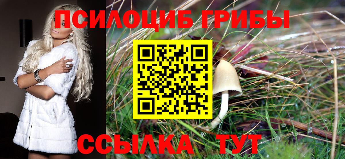 Псилоцибиновые грибы Psilocybe Тосно