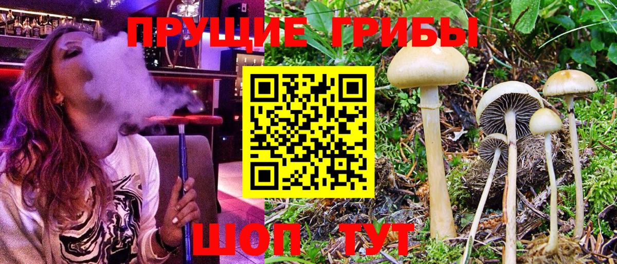 Тосно  Псилоцибиновые грибы MAGIC MUSHROOMS  Псилоцибиновые грибы прущие грибы  купить   Вход с VPN 